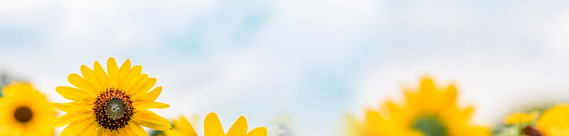 雀魂·(majsoul)官方网站